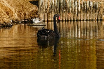 コクチョウ 千波湖公園 2023年2月4日(土)