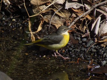 Grey Wagtail 善福寺公園 Mon, 2/12/2024