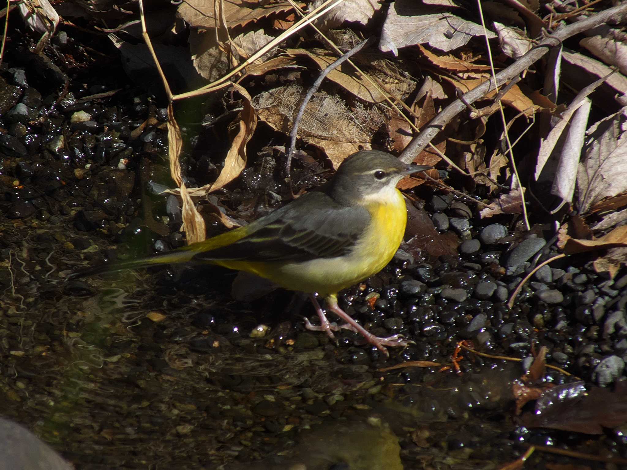 Photo of Grey Wagtail at 善福寺公園 by たむやま