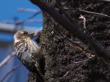 Japanese Pygmy Woodpecker Unknown Spots Sun, 3/10/2024