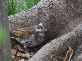 Dusky Thrush Unknown Spots Tue, 3/5/2024