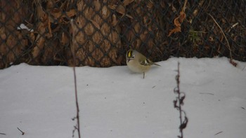 Goldcrest Tomakomai Experimental Forest Sat, 12/15/2018