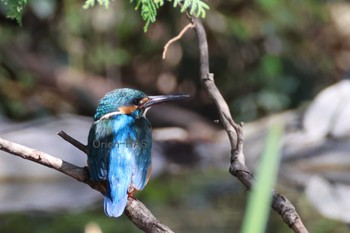 Common Kingfisher 東京都多摩地域 Fri, 3/22/2024