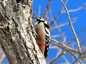 オオアカゲラ 西岡公園(西岡水源地) 2024年3月23日(土)