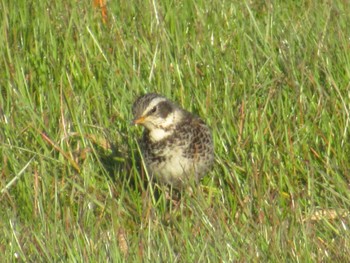 Dusky Thrush 矢田川 宮前橋付近(愛知県) Fri, 3/22/2024