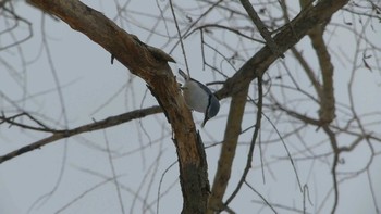 Eurasian Nuthatch(asiatica) Tomakomai Experimental Forest Sat, 12/15/2018