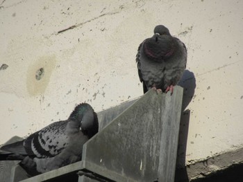 Rock Dove 矢田川 宮前橋付近(愛知県) Fri, 3/22/2024