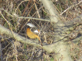 Daurian Redstart 矢田川 宮前橋付近(愛知県) Fri, 3/22/2024