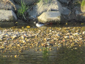 Japanese Wagtail 矢田川 宮前橋付近(愛知県) Fri, 3/22/2024