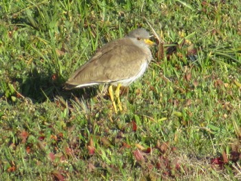 Grey-headed Lapwing 矢田川 宮前橋付近(愛知県) Fri, 3/22/2024