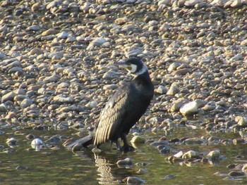 Great Cormorant 矢田川 宮前橋付近(愛知県) Fri, 3/22/2024