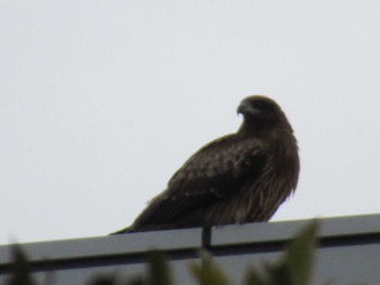 Black Kite 名古屋港 Sat, 3/23/2024