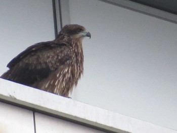 Black Kite 名古屋港 Sat, 3/23/2024