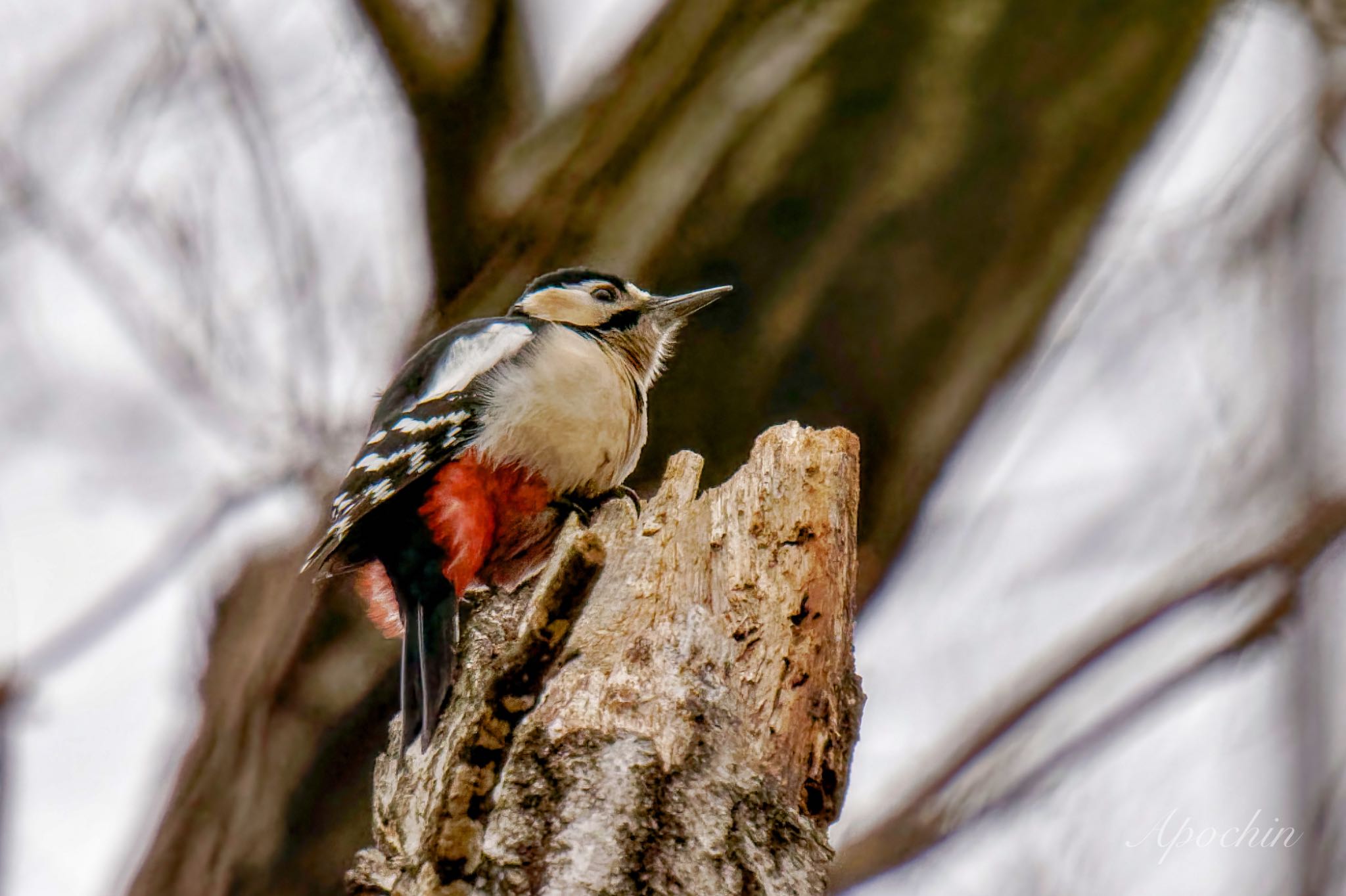 Great Spotted Woodpecker