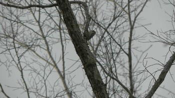 Japanese Pygmy Woodpecker(seebohmi) Tomakomai Experimental Forest Sat, 12/15/2018