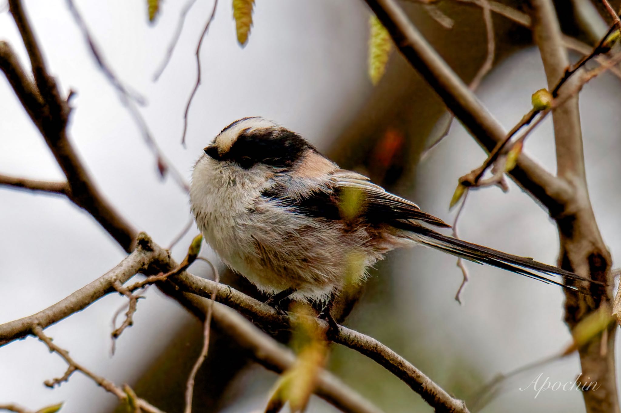 Long-tailed Tit