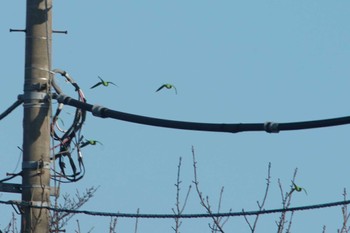 Indian Rose-necked Parakeet Nogawa Wed, 3/13/2024