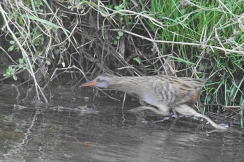 Brown-cheeked Rail Nogawa Wed, 3/13/2024