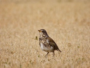 Fieldfare 利根川 Sun, 3/3/2024