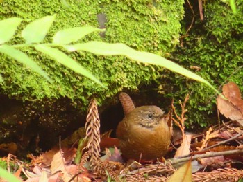 ミソサザイ 道保川公園 2024年3月9日(土)