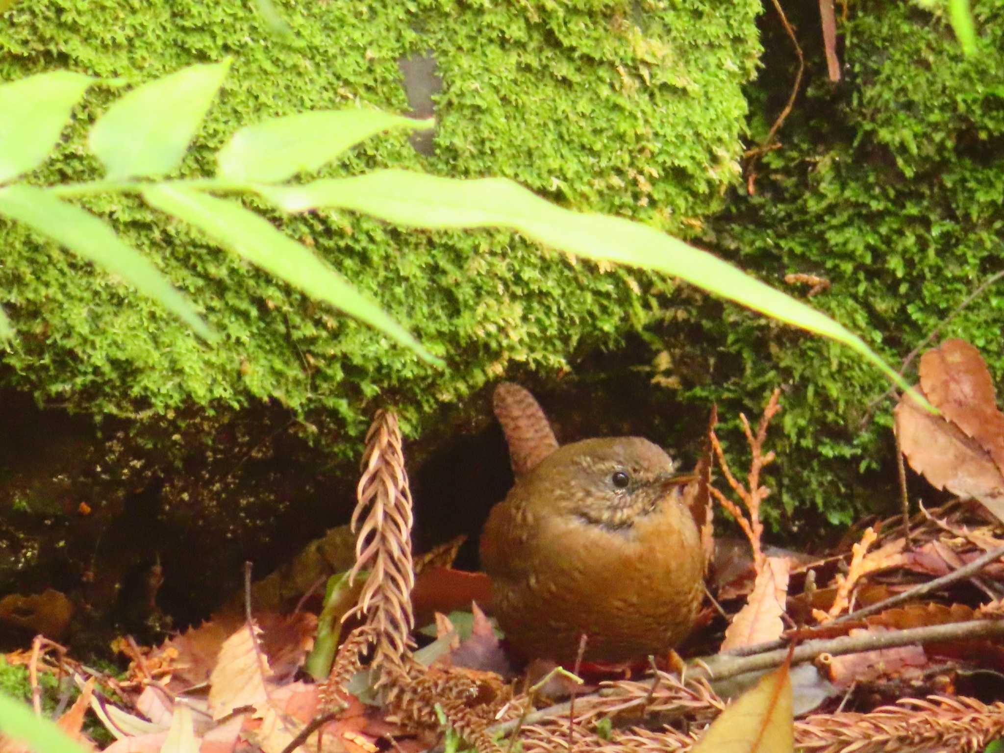 道保川公園 ミソサザイの写真 by ゆ