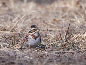 Rustic Bunting 秩父 Sun, 3/10/2024