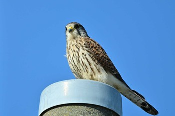 Common Kestrel 平塚市 Sun, 3/3/2024