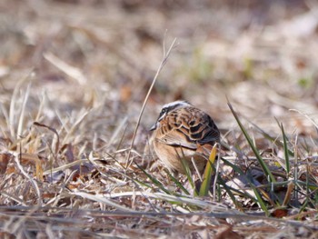 Meadow Bunting 秩父 Sun, 3/10/2024