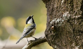 Japanese Tit 鶴ヶ池 Sun, 3/17/2024