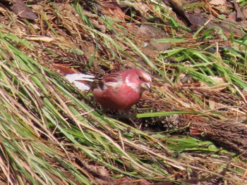 Tue, 3/19/2024 Birding report at 宮城県