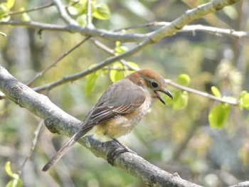 モズ 馬見丘陵公園 2023年4月1日(土)