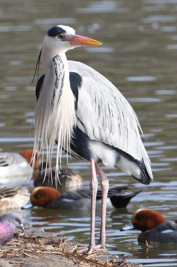 Grey Heron Akashi Park Sun, 2/11/2024