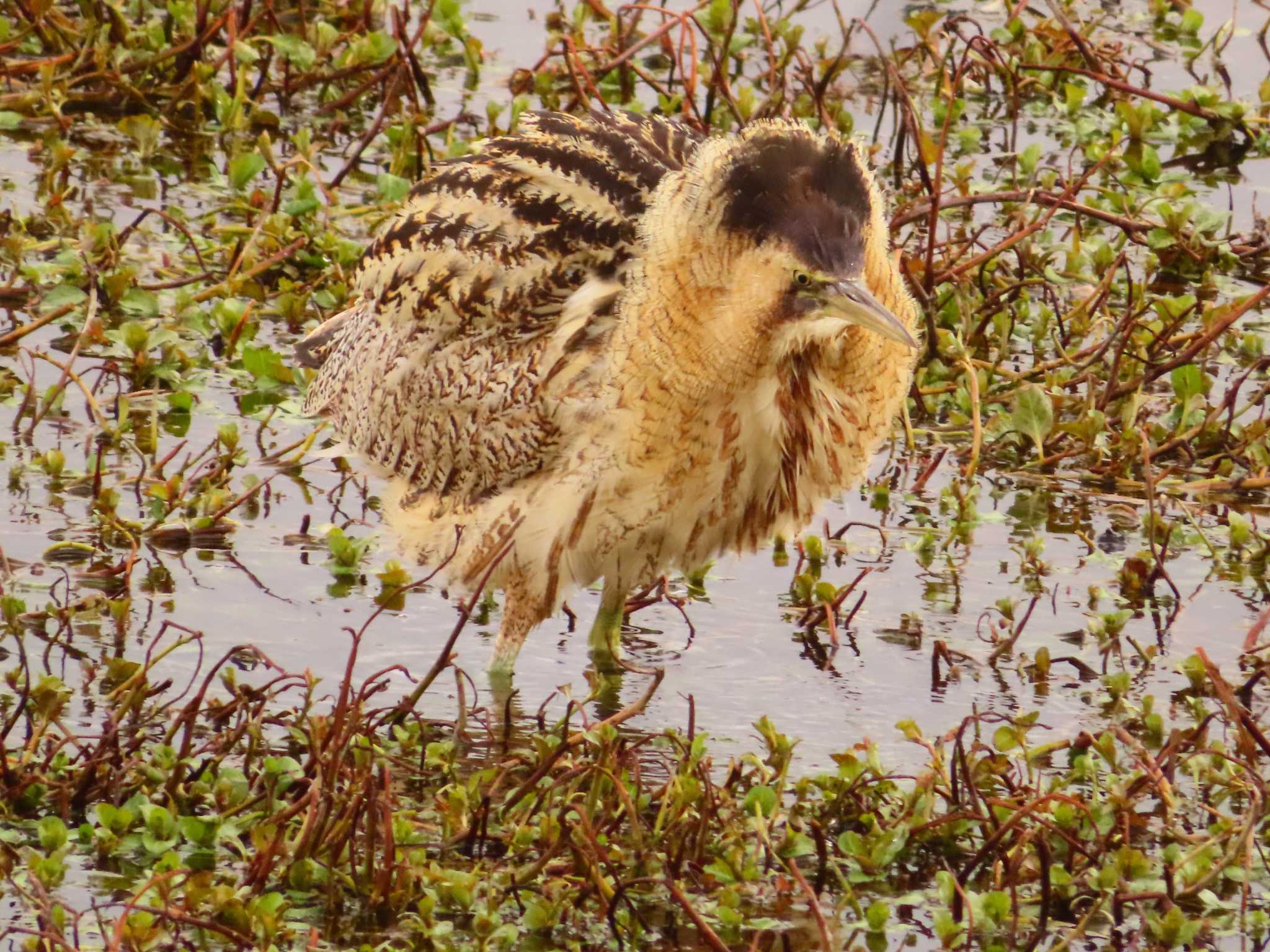 サンカノゴイ