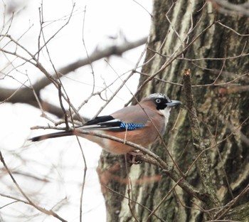 Eurasian Jay Unknown Spots Sat, 2/17/2024