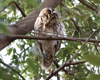 Ural Owl Unknown Spots Tue, 3/19/2024