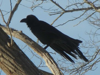 Large-billed Crow 石狩 茨戸川 Thu, 12/13/2018