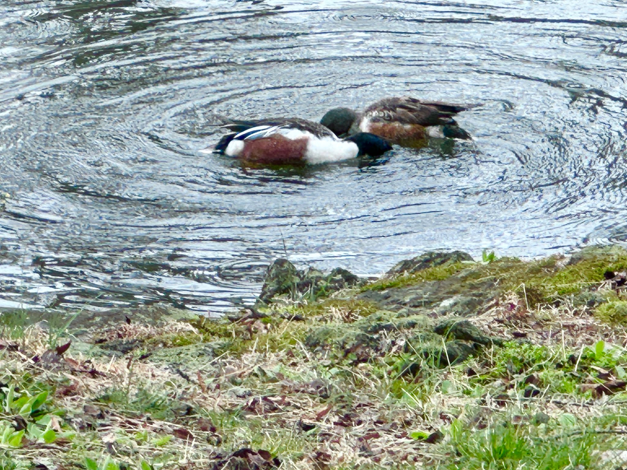 Northern Shoveler