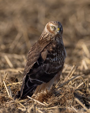 Hen Harrier 佐賀 Tue, 11/28/2023