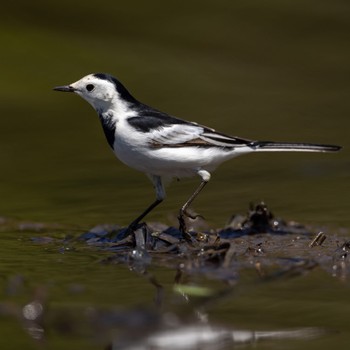 White Wagtail(leucopsis) 長崎 Mon, 4/10/2023