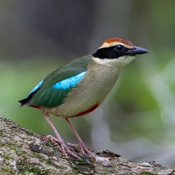 ヤイロチョウ 大分 2023年6月1日(木)