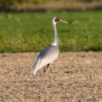 White-naped Crane 長崎 Sat, 10/30/2021