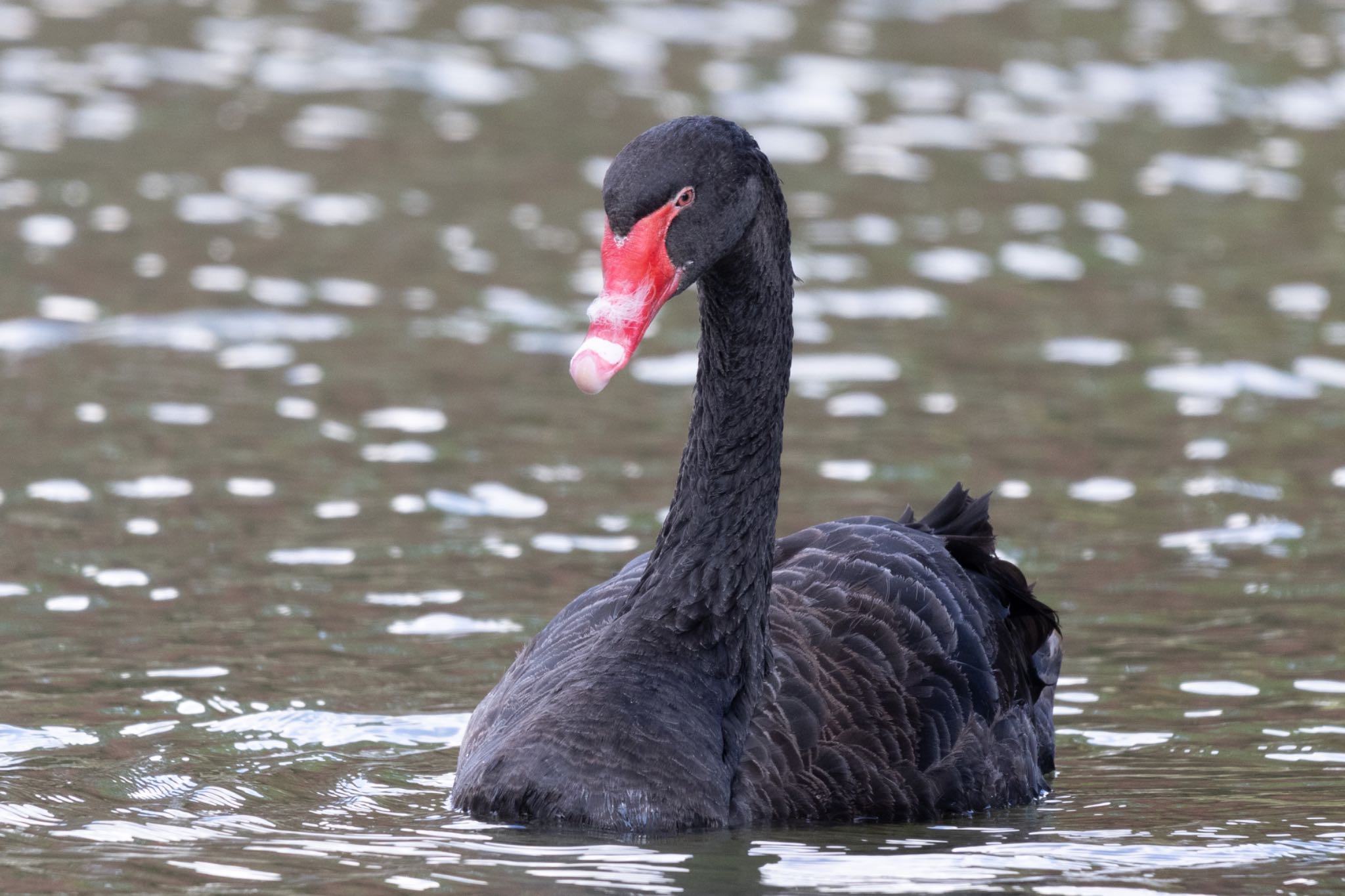 Photo of Black Swan at 福岡 by アグリ