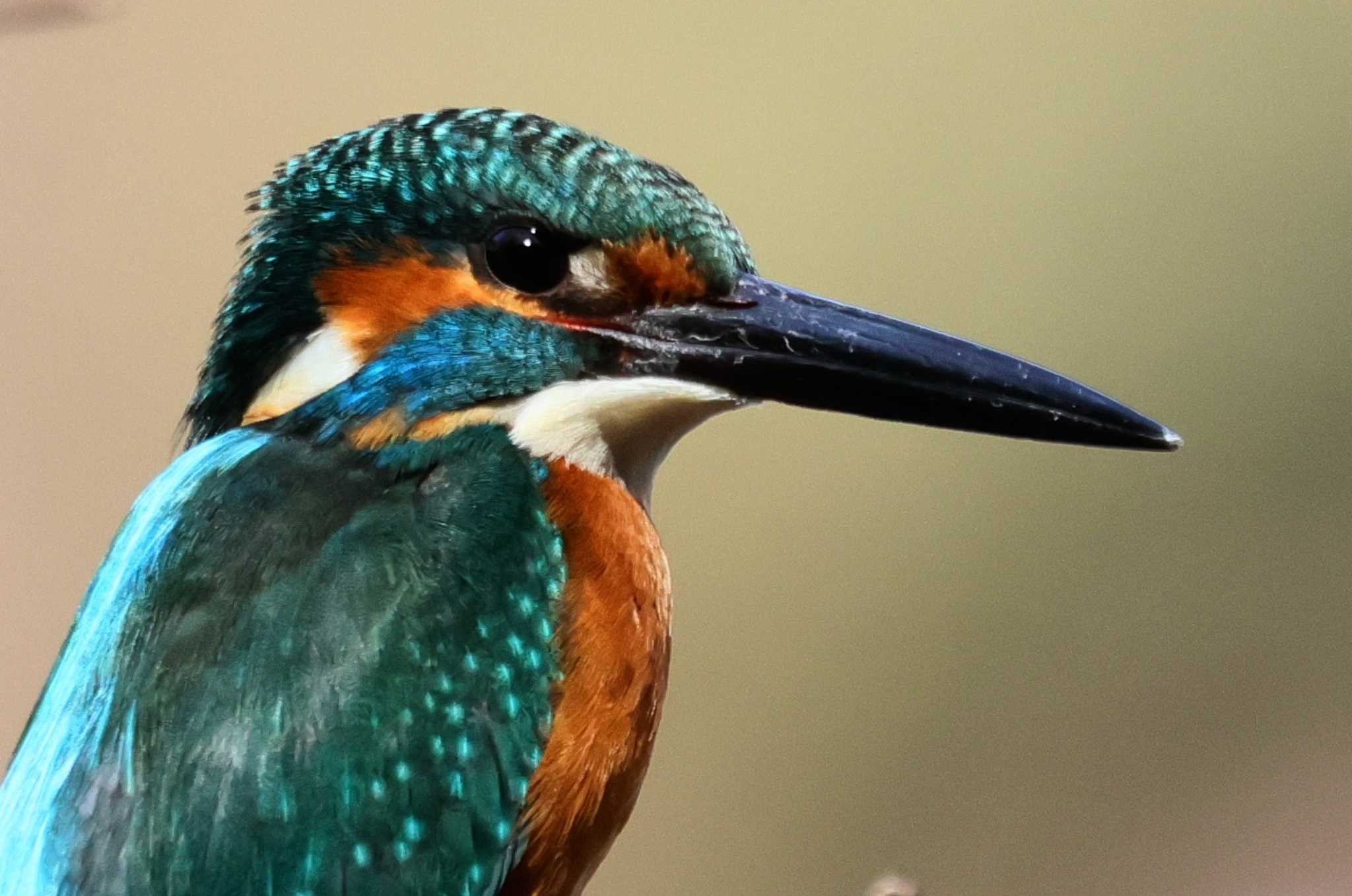 Common Kingfisher