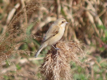 Chinese Penduline Tit 東糸根遊水池 Sat, 3/16/2024