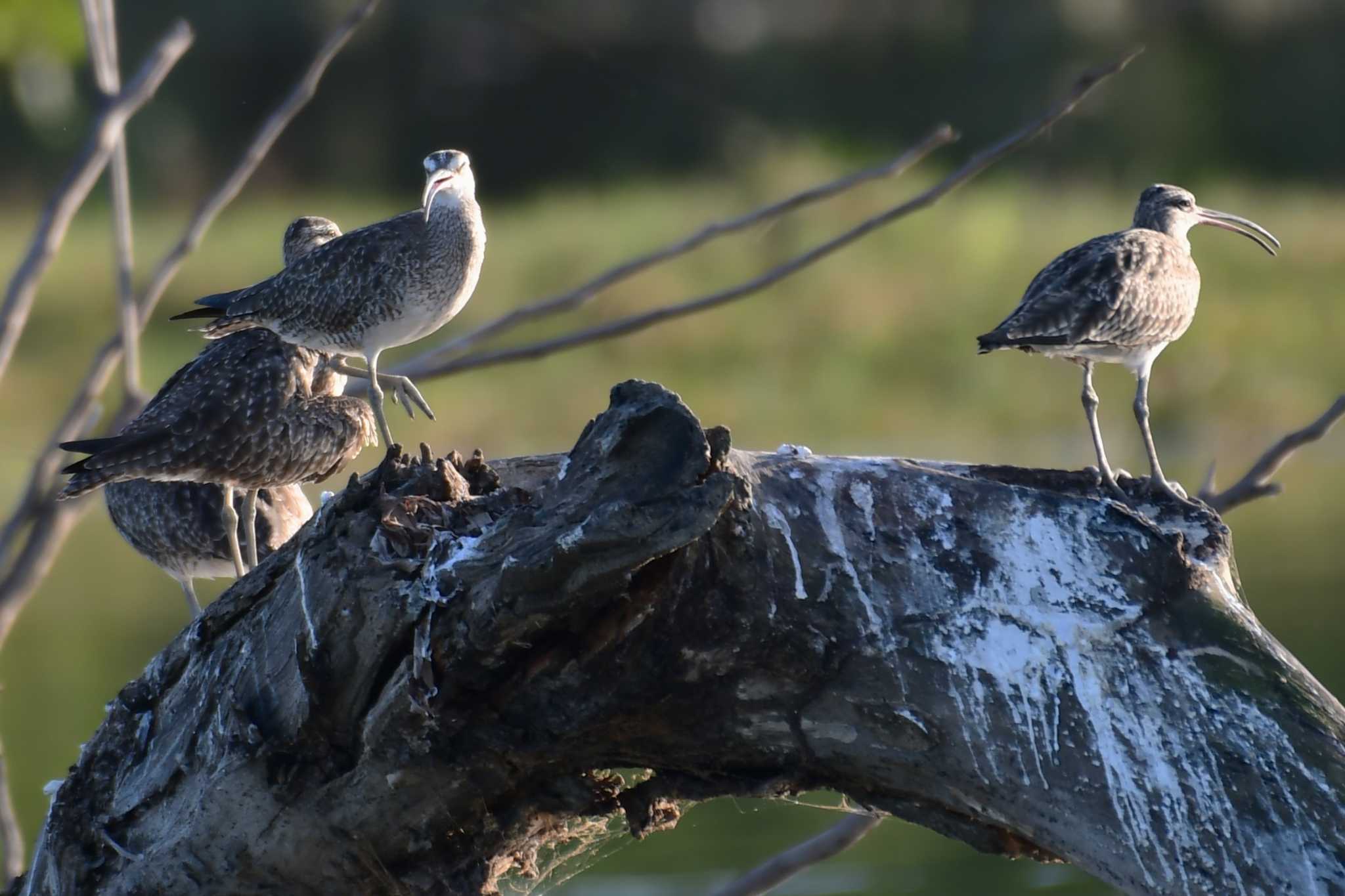 Photo of Eurasian Whimbrel at コスタリカ by でみこ