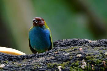 チャガシラフウキンチョウ