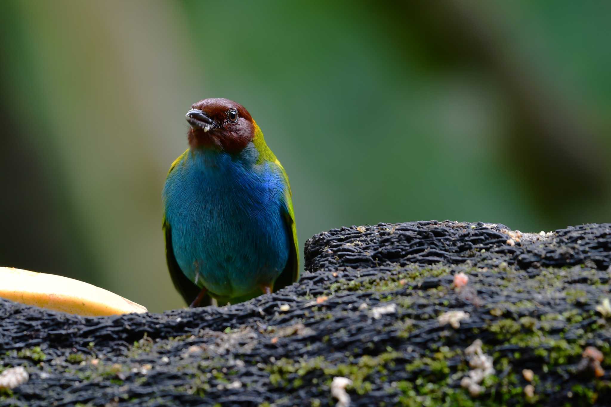 チャガシラフウキンチョウ