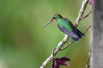 Scaly-breasted Hummingbird コスタリカ Fri, 2/9/2024