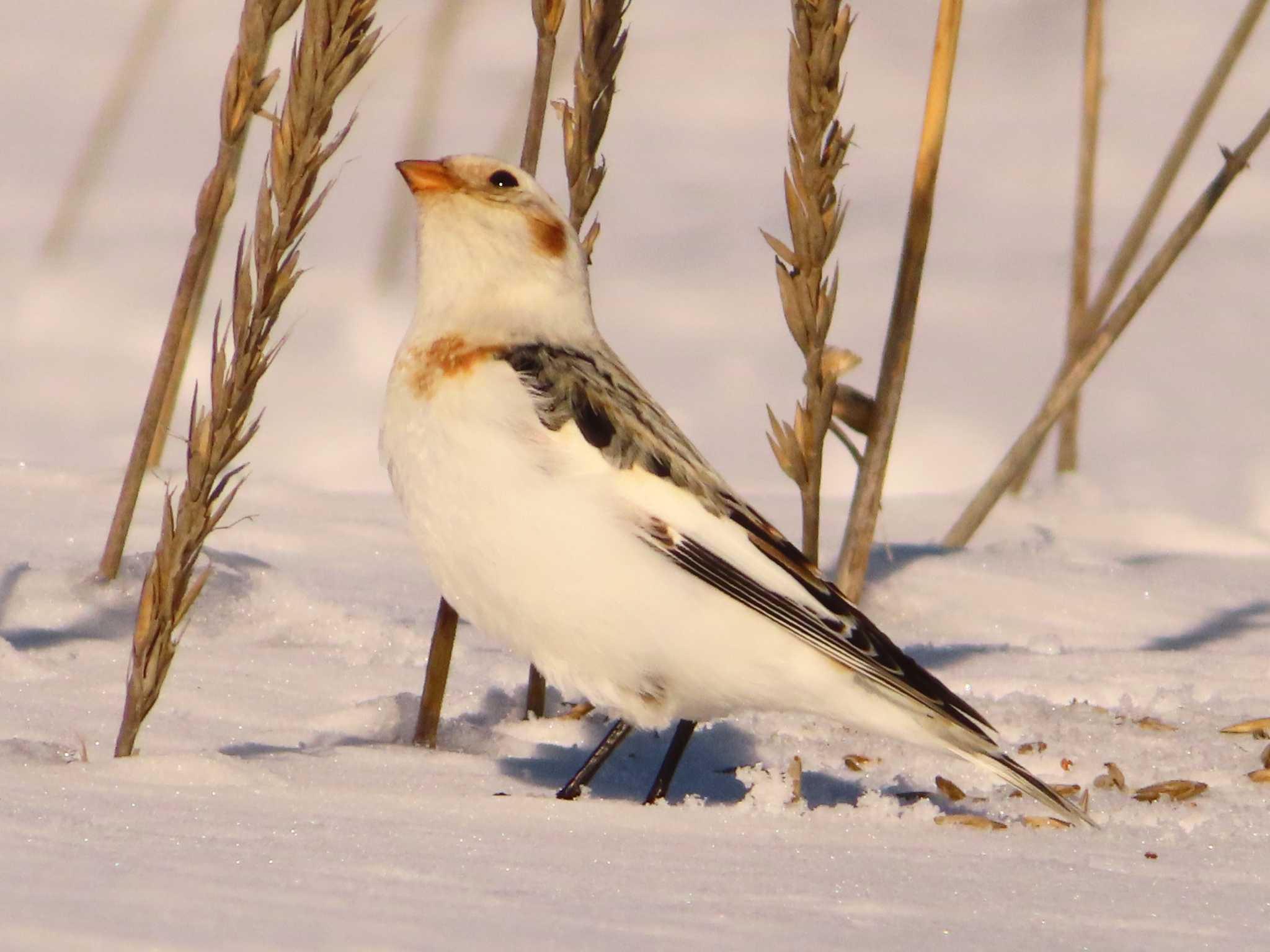 Photo of Snow Bunting at 鵡川河口 by ゆ