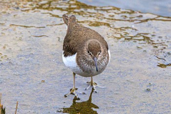 Common Sandpiper 喜瀬川 Fri, 2/23/2024